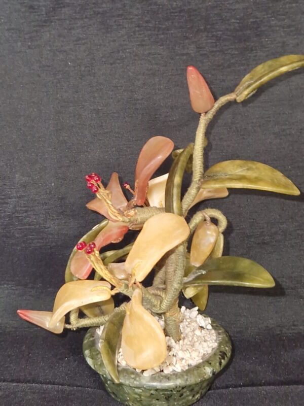 Jadeboompje - Afbeelding 2