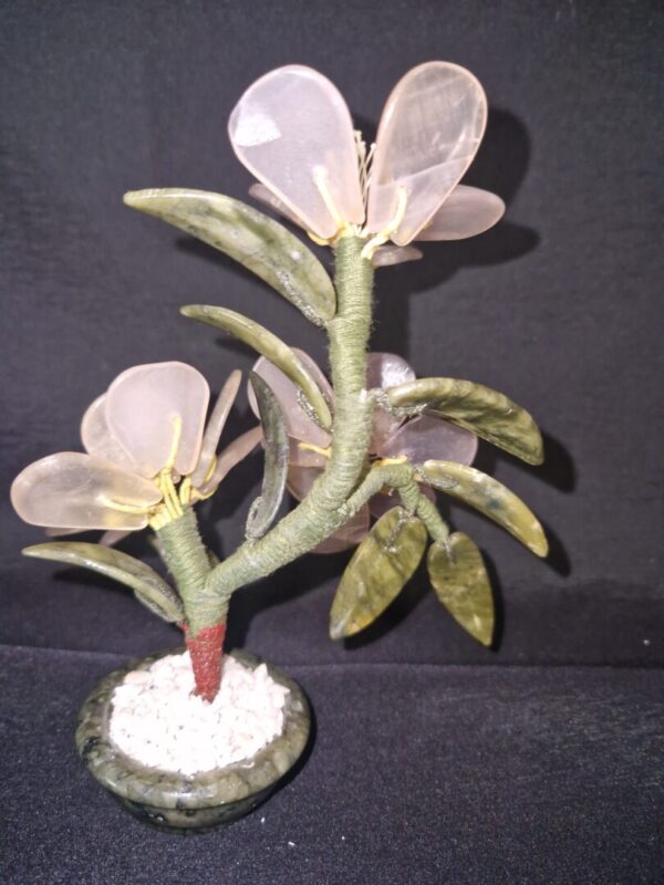 Jadeboompje - Afbeelding 2