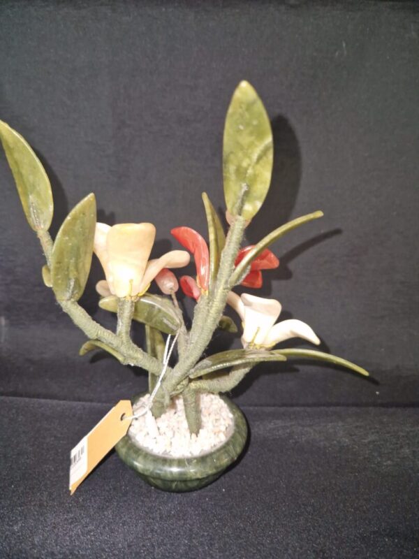 Jadeboompje - Afbeelding 2