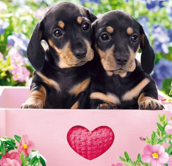 puppy Servet Teckel puppies - Afbeelding 1