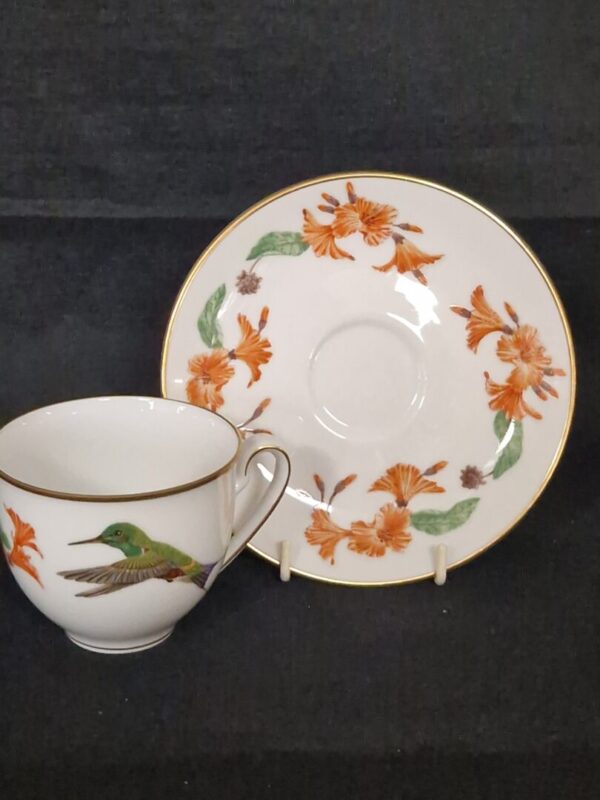 Discosura longicauda - Afbeelding 2