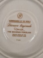 Discosura longicauda - Afbeelding 3