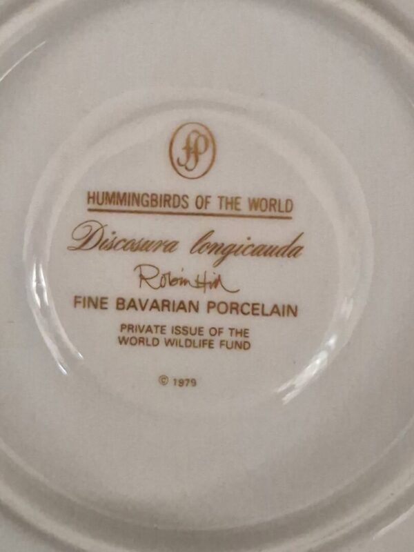 Discosura longicauda - Afbeelding 3