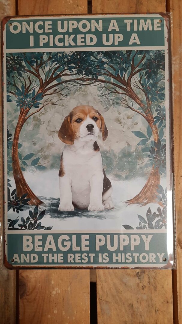 Beagle puppy  KE022